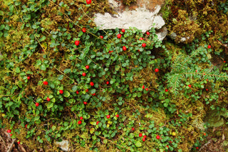 Partridge Berry - Mitchella repens
