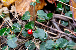 Partridge Berry - Mitchella repens
