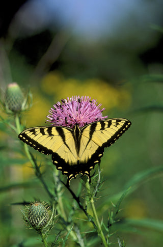 Swamp Thistle - Cirsium muticum