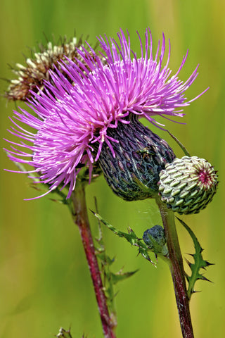 Swamp Thistle - Cirsium muticum