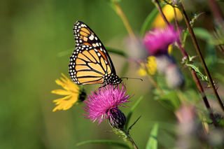 Swamp Thistle - Cirsium muticum