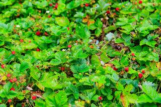 Wild Strawberry - Fragaria virginiana