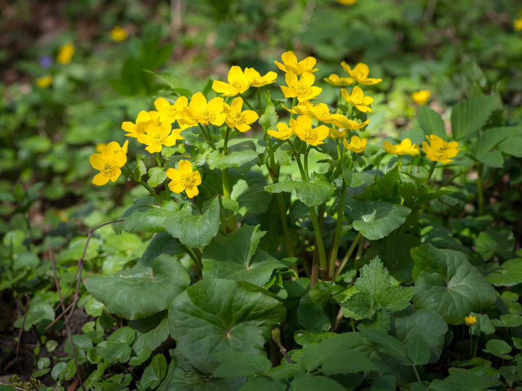 Marsh Marigold