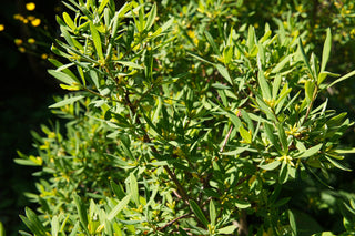 Bayberry - Myrica pensylvanica