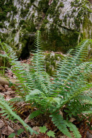 Christmas Fern - Polystichum acrostichoides