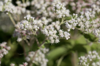 Boneset - Eupatorium perfoliatum