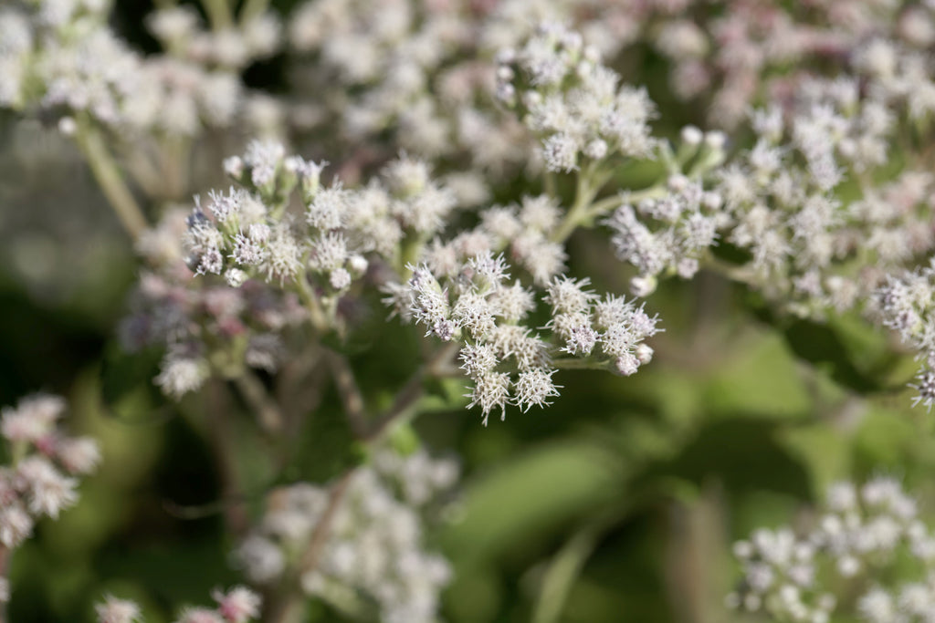 Boneset