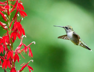 Cardinal Flower - Lobelia cardinalis