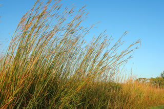 Big Bluestem - Andropogon gerardii