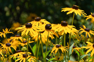 Black Eyed Susan - Rudbeckia hirta