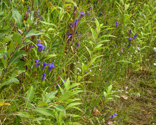 Fringed Gentian- Gentianopsis crinita