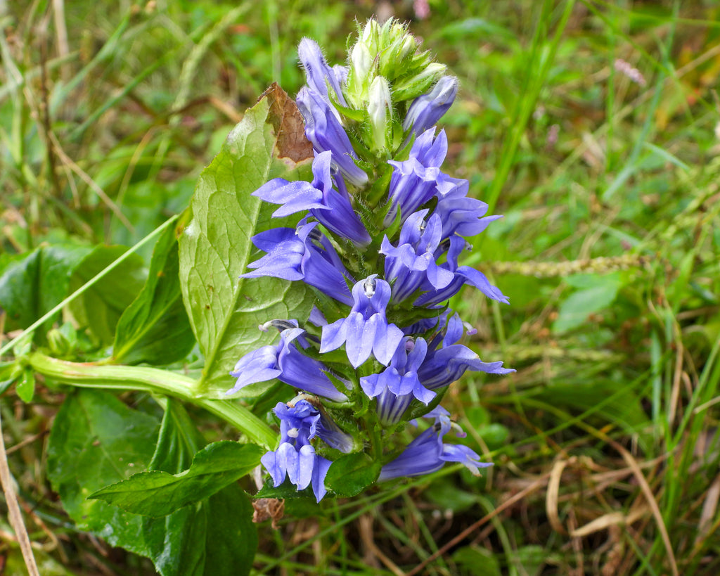 500 Great Blue Lobelia (Lobelia Siphilitica) Flower Seeds - Upright Perennial Seeds By Seedville USA
