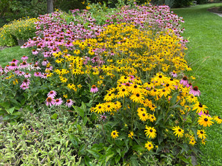 Black Eyed Susan - Rudbeckia hirta