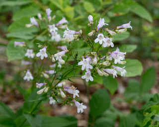 Foxglove Beardtongue - Penstemon digitalis