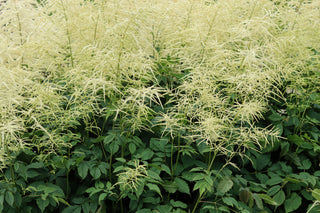 Goat's Beard- Aruncus dioicus