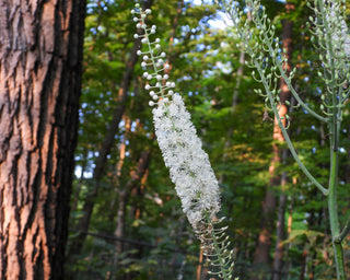 Black Cohosh - Actaea racemosa