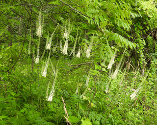 Black Cohosh - Actaea racemosa