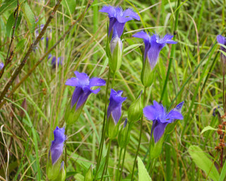 Fringed Gentian- Gentianopsis crinita