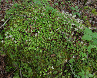 Woodland Stonecrop - Sedum ternatum