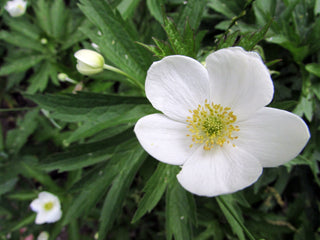 Canadian Anemone - Anemone canadensis