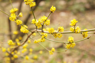 Common Spicebush - Lindera benzoin