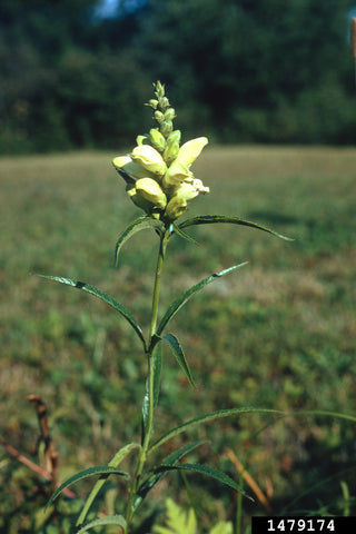 White Turtlehead - Chelone glabra