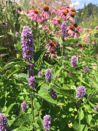Anise Hyssop - Agastache foeniculum