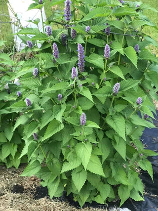 Anise Hyssop - Agastache foeniculum