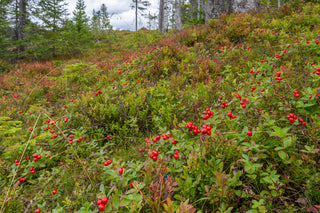 Bearberry - Arctostaphylos uva-ursi