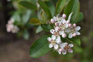 Black Chokeberry - Aronia melanocarpa