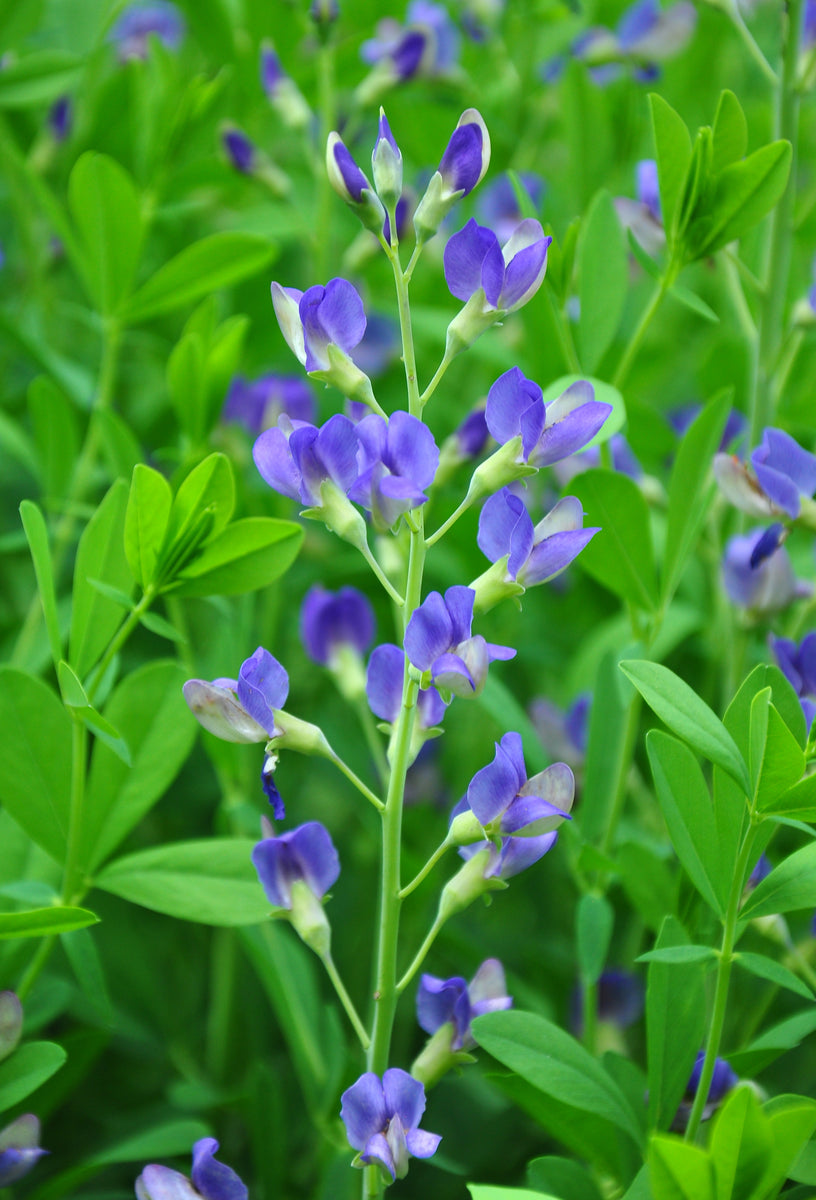 Blue Wild Indigo Baptisia australis