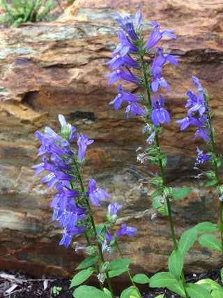 Great Blue Lobelia - Lobelia siphilitica