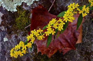 Blue Stemmed Goldenrod - Solidago caesia