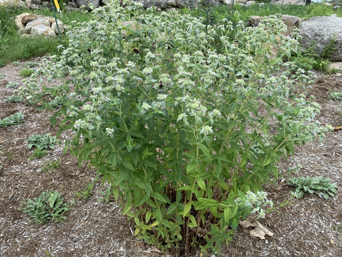 Clustered Mountain Mint - Pycnanthemum muticum – Bagley Pond Perennials