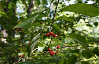 Common Spicebush - Lindera benzoin