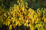 Common Spicebush - Lindera benzoin