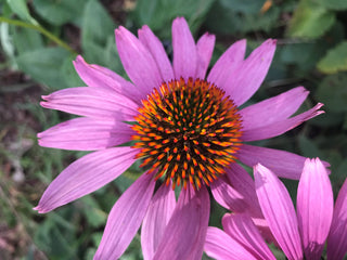 Purple Coneflower - Echinacea purpurea