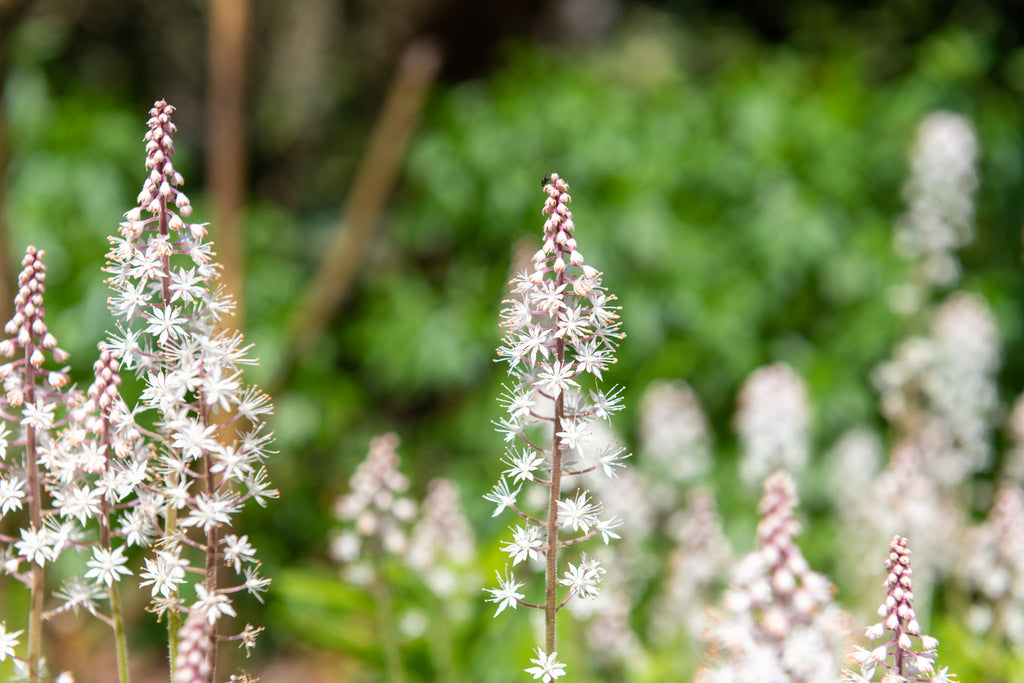 foaming plant Foam Flower Plant