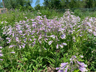 Hairy Beardtongue - Penstemon hirsutus