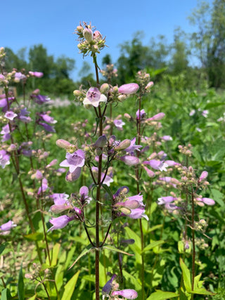 Hairy Beardtongue - Penstemon hirsutus