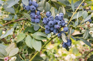 Highbush Blueberry - Vaccinium corymbosum