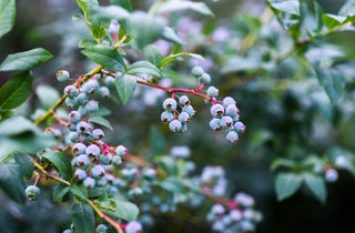 Highbush Blueberry - Vaccinium corymbosum