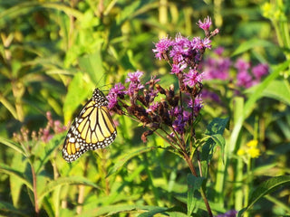 Common Ironweed - Vernonia fasciculata