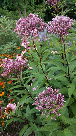 Joe Pye Weed - Eutrochium maculatum