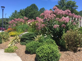 Joe Pye Weed - Eutrochium maculatum