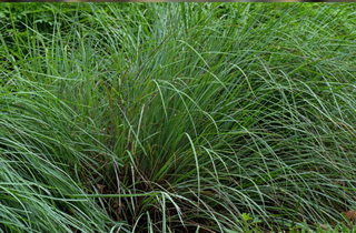 Little Blue Stem - Schizachyrium scoparium