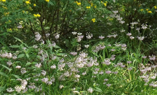 Nodding Onion - Allium cernuum