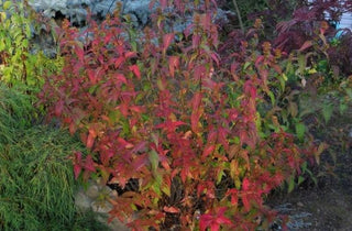 Northern Bush Honeysuckle - Diervilla lonicera