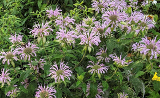 Purple Bergamot - Monarda media