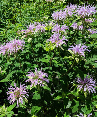Purple Bergamot - Monarda media